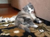 Лот: 3603073. Фото: 3. Трехцветная кошечка. Растения и животные