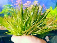 Лот: 8108533. Фото: 7. AquaRaduga (Micro 250мл + Macro...
