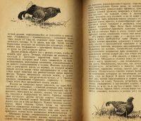 Лот: 25251820. Фото: 5. А.Н. Формозов .Шесть дней в лесах...