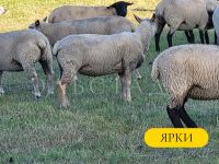 Лот: 19694035. Фото: 5. Красноголовые Шароле Британской...