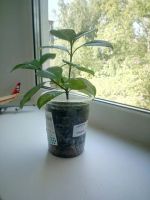 Лот: 9854598. Фото: 3. Гардения жасминовидная (появился... Растения и животные