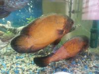 Лот: 4594080. Фото: 2. Астронотусы. Аквариумистика