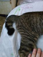Лот: 16228332. Фото: 5. Котенок, девочка, примерно пятый...