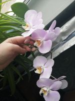Лот: 18727265. Фото: 2. Орхидея. Комнатные растения и уход