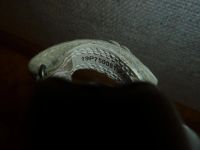 Лот: 9132689. Фото: 3. Туфельки Ecco 19p. Дети растут