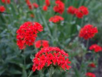 Лот: 15960118. Фото: 3. Лихнис халцедонский (Lychnis chalcedonica... Для дачи, дома, огорода, бани, парка