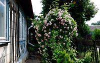 Лот: 14371500. Фото: 2. Калистегия махровая. Семена, рассада, садовые растения