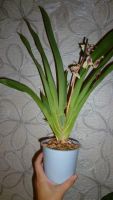 Лот: 5852384. Фото: 4. орхидея Мильтония (Miltonia)-отцвела. Красноярск