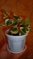 Лот: 5884088. Фото: 6. крестовник вариегатный (Senecio...