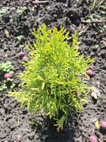 Лот: 25736589. Фото: 10. 0 дача , Красноярск Свободный...