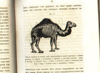Лот: 20044197. Фото: 17. Питер Гартинг (профессор Утрехтского...