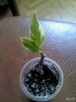 Лот: 9578156. Фото: 3. фикус тинеке 1. Растения и животные