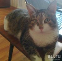 Лот: 8754827. Фото: 3. Котик Джельсомино, 2 года. Растения и животные