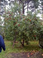 Лот: 1850816. Фото: 3. Продам дачу. Недвижимость