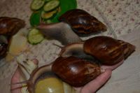 Лот: 5278934. Фото: 5. Большие улитки ахатины