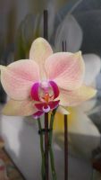 Лот: 8938645. Фото: 6. Орхидея фаленопсис БРОНЬ