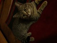 Лот: 12133665. Фото: 3. Подарю котёнка мальчик. Растения и животные