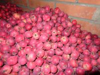 Лот: 4520983. Фото: 2. Ранетка 20 рублей кг или обмен... Продукты