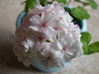 Лот: 4454642. Фото: 4. Пеларгония Tamara, укорененный... Красноярск