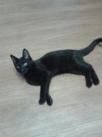 Лот: 7934461. Фото: 3. Котенок 3 мес. черный. Растения и животные