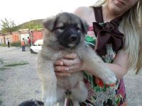 Лот: 1972475. Фото: 2. 7 щенков, крупные. Окрасы разные. Животные и уход