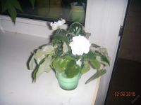 Лот: 5907583. Фото: 3. Фиалка белая махровая (цветущее... Растения и животные