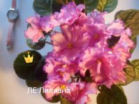 Лот: 16859079. Фото: 12. Фиалка сортовая ЛЕ Карусель, Коричная...