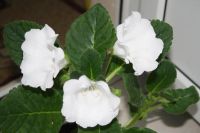 Лот: 4108553. Фото: 2. Белая глоксиния (в горшке). Комнатные растения и уход