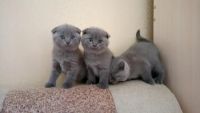 Лот: 6803988. Фото: 3. Шотладские вислоухие и прямоухие... Растения и животные