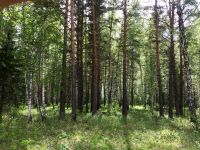 Лот: 5626248. Фото: 7. Продам участок п. Элита, сосны...