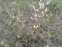 Лот: 9629487. Фото: 3. Вишня войлочная, плодоносящий... Для дачи, дома, огорода, бани, парка