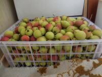 Лот: 8008787. Фото: 2. груша садовая 10л-200р только... Продукты