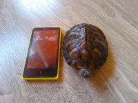 Лот: 6623870. Фото: 5. Красноухая пресноводная черепаха