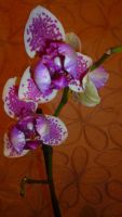 Лот: 6431079. Фото: 7. орхидея фаленопсис ( пелоричен...