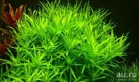 Лот: 13670110. Фото: 2. Гетерантера остролистная. Аквариумистика