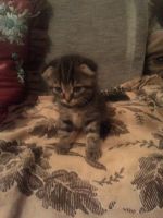 Лот: 10932186. Фото: 2. Продам котенка мальчика смесь... Животные и уход