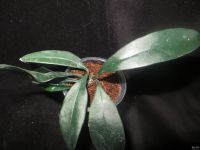 Лот: 13627802. Фото: 2. Hoya Hoya griffithii. Комнатные растения и уход