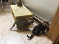 Лот: 6975681. Фото: 5. Бенгальские котята 4шт