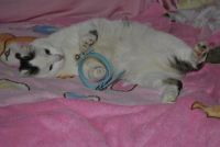 Лот: 10632675. Фото: 5. Молодой котик Мячик в хорошие...
