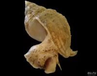 Лот: 17345248. Фото: 2. Мясо Рапана. Продукты