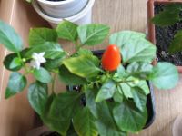 Лот: 9621512. Фото: 5. яркий перец перчик декоративный...