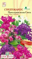 Лот: 10984842. Фото: 2. Семена стрептокарпуса "Прохладная... Комнатные растения и уход