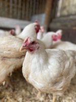 Лот: 16045524. Фото: 3. Тушка цыплёнка бройлера домашнего. Красноярск