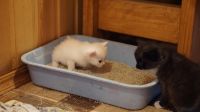 Лот: 14674126. Фото: 3. Котята. Растения и животные