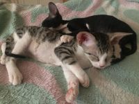 Лот: 9802965. Фото: 3. котята сфинкс. Растения и животные