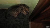 Лот: 8716069. Фото: 7. красивый котенок от экзотического-перса
