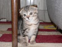 Лот: 5347796. Фото: 7. Котята шотландцы