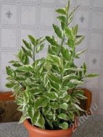 Лот: 87612. Фото: 2. Педилантус (Pedilanthus tithymaloides... Комнатные растения и уход