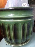 Лот: 9942466. Фото: 2. Фикус + цветочный горшок. Цветы, букеты