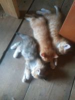 Лот: 14575416. Фото: 3. Отдам котят. Растения и животные